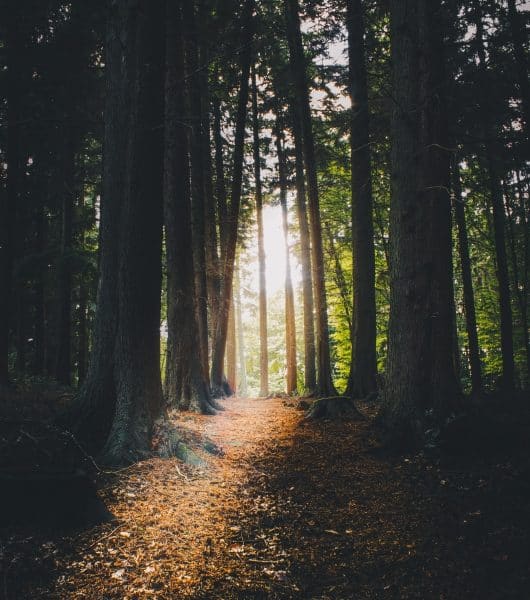 Image d'une forêt